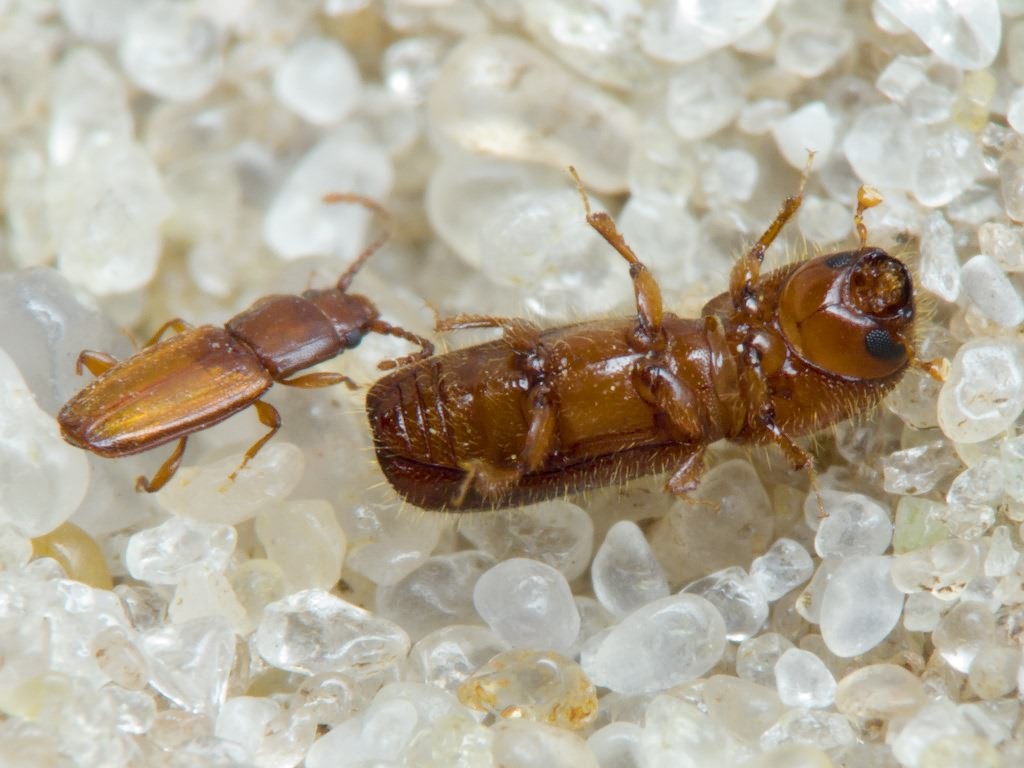 Xyleborus monographus (Fabricius, 1792)